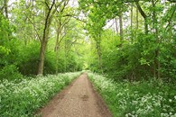 Bourne Wood in spring