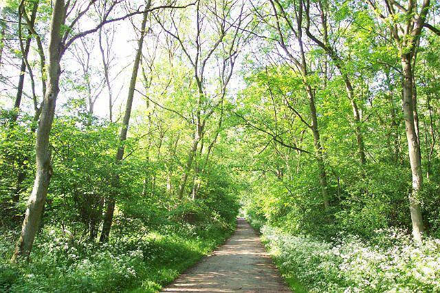 Bourne Wood after a heavy spring shower